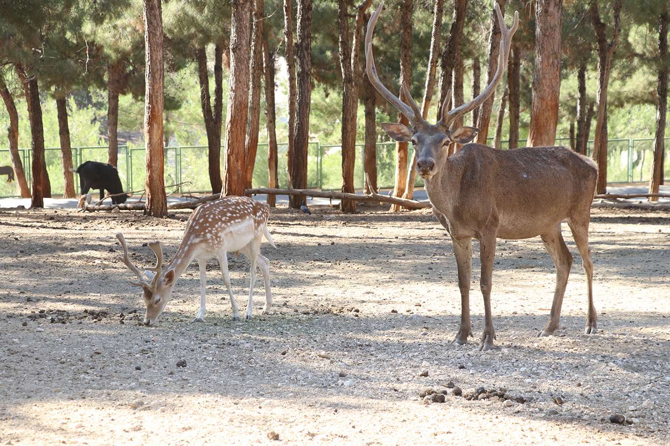 Türkiye'nin ilk ve tek Safari Parkı’na yoğun ilgi